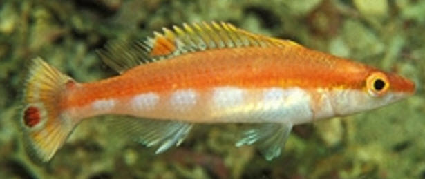 Lappanella fasciata_00009